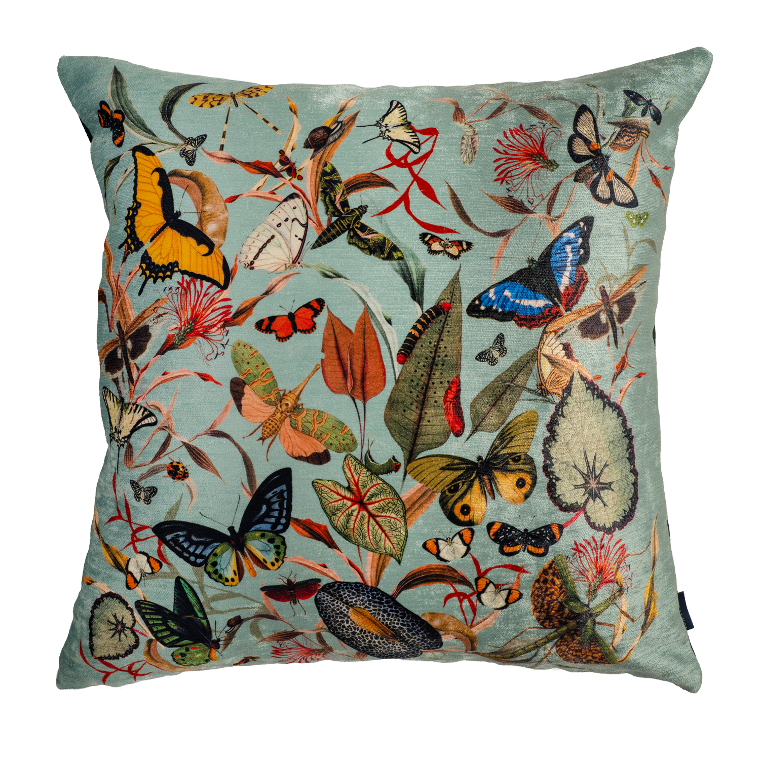 Butterfly Aqua - Velvet Pillow