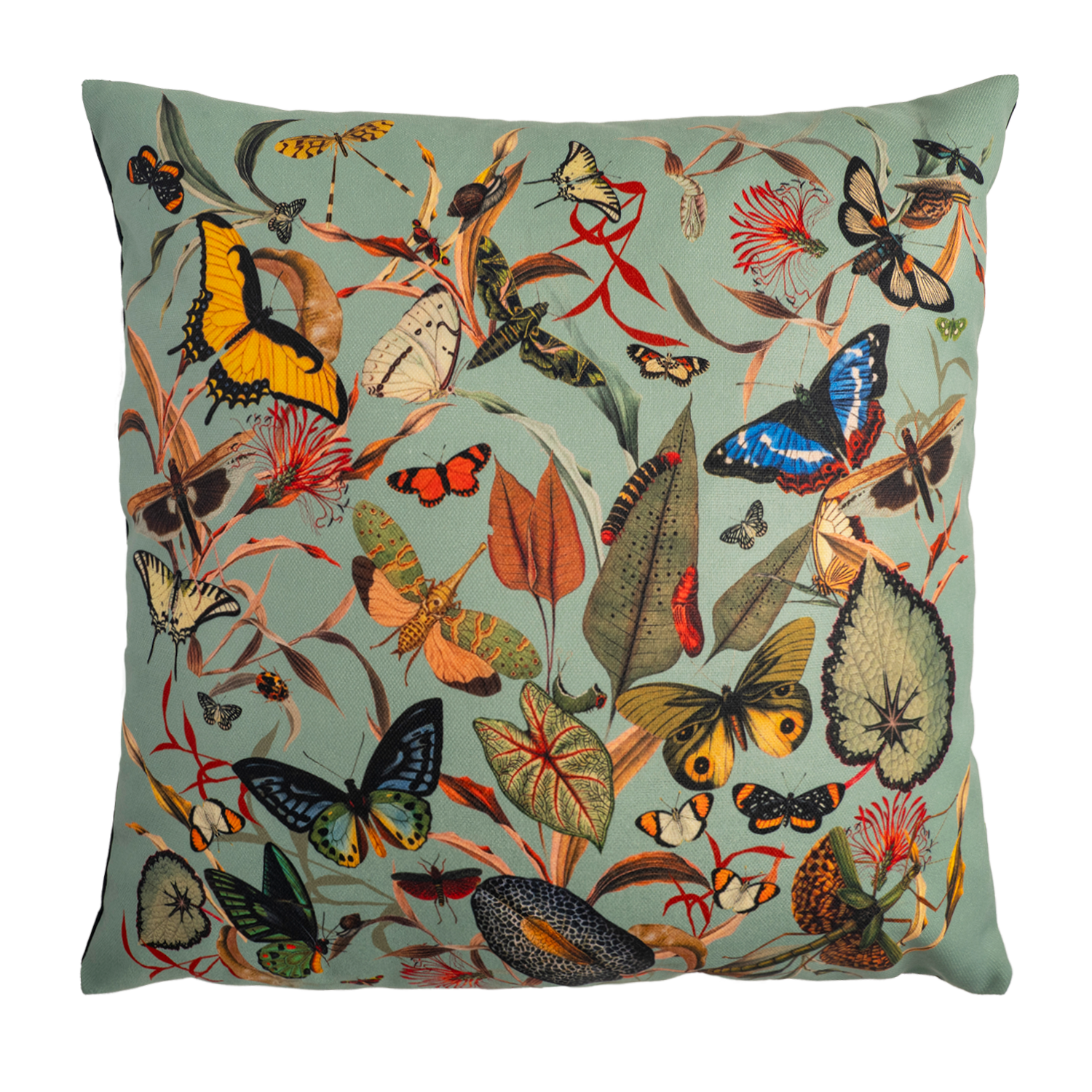 Butterfly Aqua - Canvas Pillow